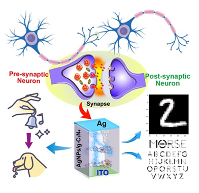 Amalgamated hybrid materials enable brain-mimicking artificial synapses for computing breakthroughs